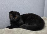 Lola - Scottish Fold Kitten For Sale - FL&comma; US
