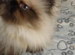 Himalayan kittens - Himalayan Kitten For Sale - IA&comma; US