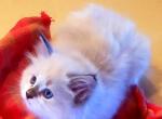 SWEET PEA - Siberian Kitten For Sale - Eau Claire&comma; WI&comma; US