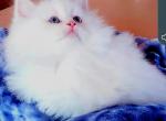 KIWI - Siberian Kitten For Sale - Eau Claire&comma; WI&comma; US