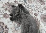 Mark - British Shorthair Kitten For Sale - Phila&comma; PA&comma; US