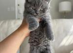Mark - British Shorthair Kitten For Sale - Phila&comma; PA&comma; US