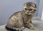 Robin - Scottish Fold Kitten For Sale - FL&comma; US