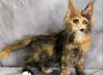 Nami Polydactyl - Maine Coon Kitten For Sale - Miami&comma; FL&comma; US