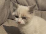 Mias kittens - Ragdoll Kitten For Sale - Auburn&comma; WA&comma; US