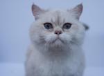 Ace - British Shorthair Cat For Sale - Louisville&comma; KY&comma; US