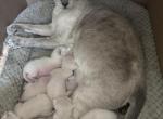 COMPANION CATS - Siamese Kitten For Sale - San Diego&comma; CA&comma; US