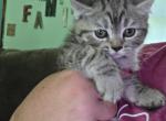Chocolate tabby male himalayan - Himalayan Kitten For Sale - Canton&comma; OH&comma; US