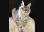 Lavr - Maine Coon Kitten For Sale - Grand Rapids&comma; MI&comma; US