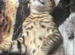 Bengal kittens - Bengal Kitten For Sale - Haverstraw&comma; NY&comma; US