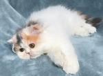 Everpaw Persians Rainbow Dash - Persian Kitten For Sale - Minneapolis&comma; MN&comma; US
