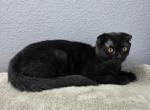 Lucas - Scottish Fold Kitten For Sale - FL&comma; US