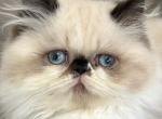 Lil Rascal - Himalayan Kitten For Sale - Middleborough&comma; MA&comma; US
