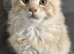 Ruby - Maine Coon Kitten For Sale - Auburn&comma; NJ&comma; US