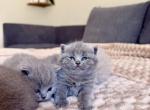 British Shorthair Kittens - British Shorthair Kitten For Sale - Woodland Park&comma; CO&comma; US