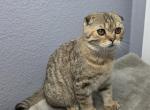 Jackson - Scottish Fold Kitten For Sale - FL&comma; US