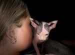 VanGogh - Sphynx Kitten For Sale - Lake City&comma; FL&comma; US