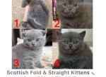 5 - Scottish Fold Kitten For Sale - Brooklyn&comma; NY&comma; US