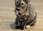 Ember - Domestic Kitten For Adoption - Austell&comma; GA&comma; US