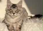 Luiza - Maine Coon Kitten For Sale - Grand Rapids&comma; MI&comma; US