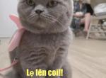 Layla - Munchkin Cat For Sale - Anaheim&comma; CA&comma; US