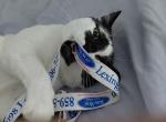 Snuggels - Domestic Cat For Adoption - Richmond&comma; KY&comma; US