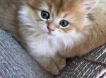 Kristoff - British Shorthair Kitten For Sale - Pendergrass&comma; GA&comma; US