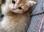 Rapunzel - British Shorthair Kitten For Sale - Pendergrass&comma; GA&comma; US