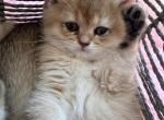 Cinderella - British Shorthair Kitten For Sale - Pendergrass&comma; GA&comma; US