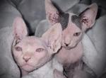 Vincent - Sphynx Kitten For Sale - Lake City&comma; FL&comma; US