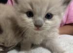 Mochi - Ragdoll Kitten For Sale - Coolidge&comma; AZ&comma; US