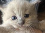 Luna - Domestic Kitten For Sale - Coolidge&comma; AZ&comma; US