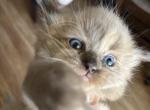 Mocha - Domestic Kitten For Sale - Coolidge&comma; AZ&comma; US
