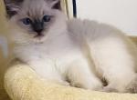 Kitten 2 Yellow - Ragdoll Kitten For Sale - Havre De Grace&comma; MD&comma; US