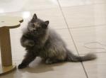 Coco - Scottish Straight Kitten For Sale - Miami&comma; FL&comma; US