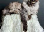 Ibiza - Maine Coon Kitten For Sale - Grand Rapids&comma; MI&comma; US
