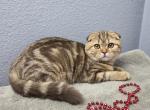 Aurora - Scottish Fold Kitten For Sale - FL&comma; US