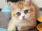 Angus - Scottish Straight Kitten For Sale - 