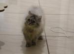 Mimi - Scottish Straight Kitten For Sale - 