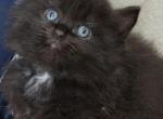 Halloween Candy - Ragdoll Kitten For Sale - South Haven&comma; MI&comma; US