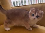 April - Scottish Fold Kitten For Sale - 