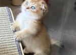 Scottish Kilt Apricot - Munchkin Kitten For Sale - Roswell&comma; GA&comma; US