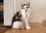 Venus - Maine Coon Kitten For Sale - Burlington&comma; WI&comma; US