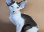 Cookie - Oriental Kitten For Sale - Pembroke Pines&comma; FL&comma; US