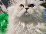 BBeautiful silver shaded Chinchilla Doll face Male - Persian Kitten For Sale - CA&comma; US