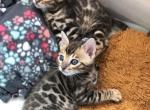 Healthy Bengal Kittens Available - Bengal Kitten For Sale - 
