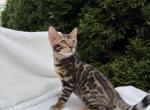Bengal Boy - Bengal Kitten For Sale - 