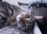 Gordis - Domestic Cat For Sale - Budd Lake&comma; NJ&comma; US