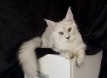 Starlet - Maine Coon Kitten For Sale - NY&comma; US