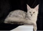 Male Dobrynia - Maine Coon Kitten For Sale - NY&comma; US